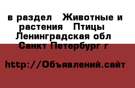  в раздел : Животные и растения » Птицы . Ленинградская обл.,Санкт-Петербург г.